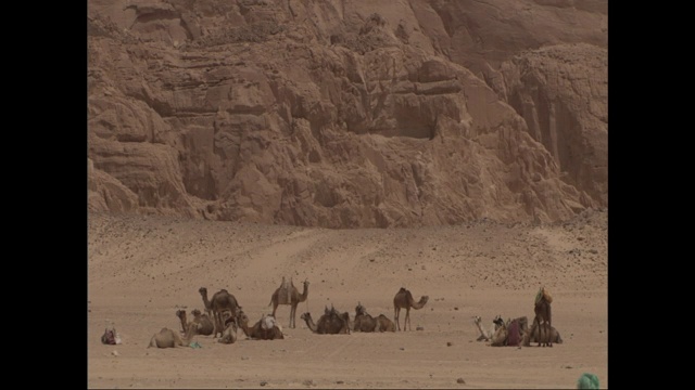 背包骆驼在沙漠中休息。视频素材