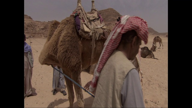 一个人牵着骆驼的挽具，其他的人聚集在旁边。视频素材
