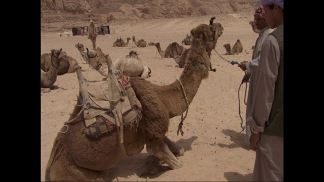 一个人拉着一头站立的骆驼的挽具，直到它在其他人的注视下坐了下来。视频素材