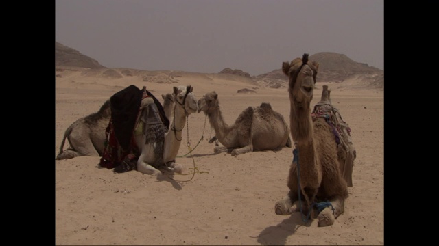 三头套着马的骆驼在沙漠中休息。视频素材