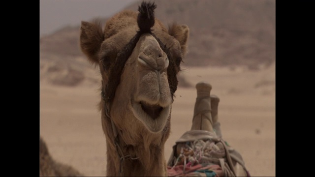 一头套上挽具的骆驼环顾四周，眨着眼睛，抽动着嘴巴。视频素材