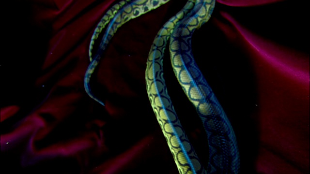 彩虹蟒蛇互相滑动。视频下载