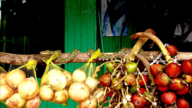 在水果摊上，一条睫毛蝮蛇盘绕在一根梁上。视频下载