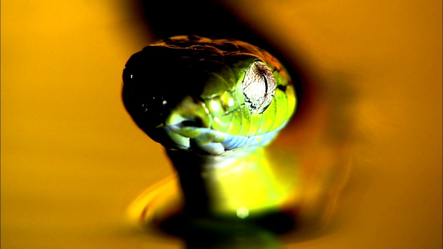 一条光滑的绿蛇在水里游动，外表火红。视频素材