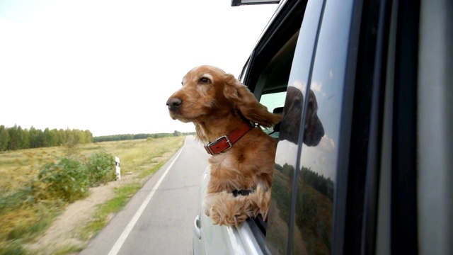 狗坐在车里，看着开着的窗户。视频素材