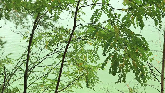 湖边的绿叶随风飘扬视频素材