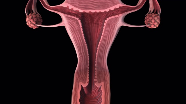 女性生殖器官全切片-幻灯片视频下载