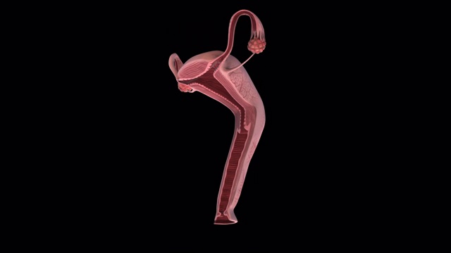 女性生殖器官全节-旋转循环视频下载