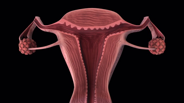 女性生殖器官整段-放大视频下载