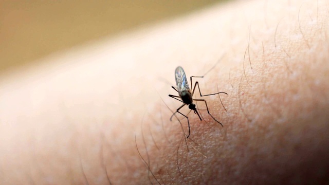 埃及伊蚊。靠近一只吸人血的蚊子视频素材