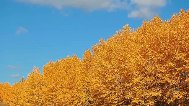 秋天的树叶子蓝天视频素材