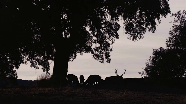 背光照射着一群伊比利亚鹿视频素材