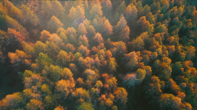秋季空中森林视频素材