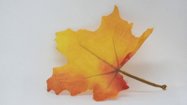 明亮的橙色和黄色节日枫叶装饰放大在一个孤立的白色背景为秋天感恩节和万圣节季节。视频下载