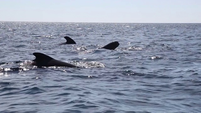 长鳍领航鲸视频素材