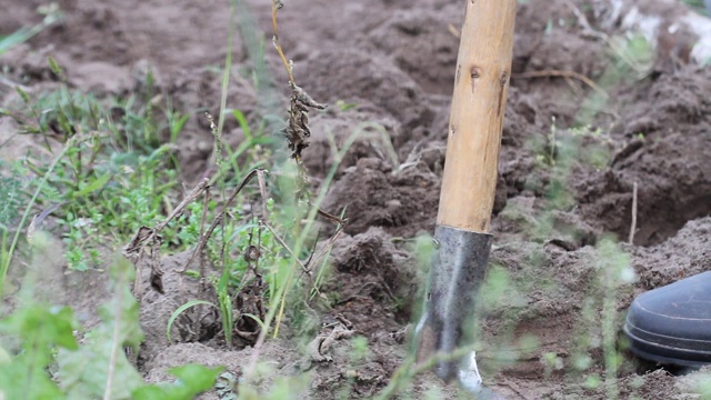 一个人在花园里用铲子挖土豆视频素材