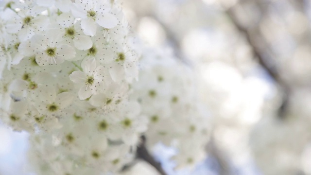 春天白色的樱花在微风中盛开视频素材