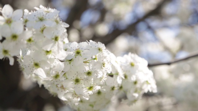 春天白色的樱花在微风中盛开视频素材