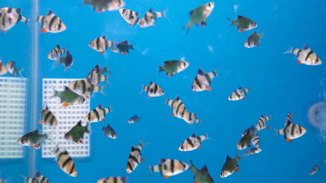 水族馆鱼类的中等镜头视频素材