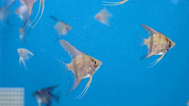 鱼缸里的银色神仙鱼视频素材