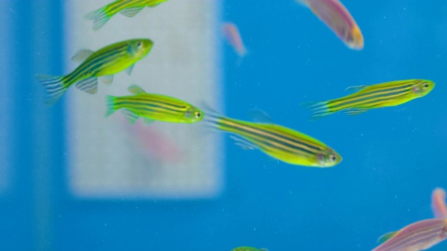 反射绿色氖光的观赏鱼视频素材