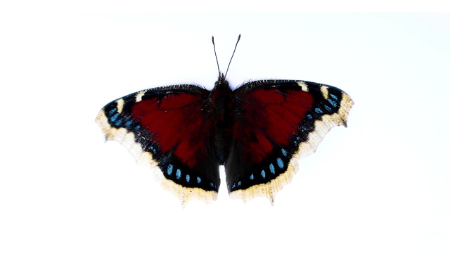 红黑蝴蝶在白色孤立的背景上扇动着翅膀视频下载
