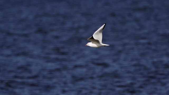 鸟鸣鸥(Larus canus)在水上飞翔。视频下载