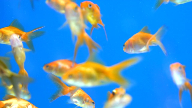鱼缸中的金鱼视频素材