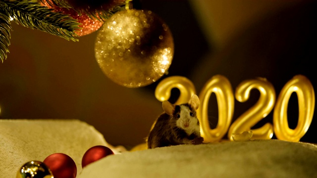在2020年的背景下，一只灰色的老鼠坐在圣诞树下吃东西。视频下载