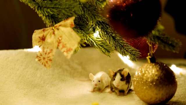 两只小老鼠潜伏在圣诞树下。视频素材