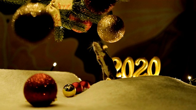 一只好奇的灰色老鼠用后腿站立着，嗅着圣诞球。它是中国农历2020年新年的象征。视频素材