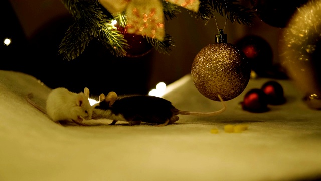 圣诞树下两只恋爱中的小老鼠。视频素材