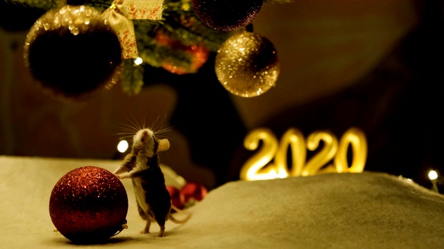 一只好奇的灰色老鼠摸了摸一个红色的圣诞球。视频素材