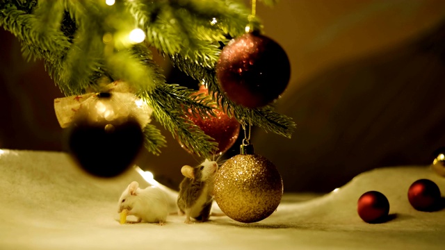 小白鼠坐在圣诞树下吃奶酪。视频素材