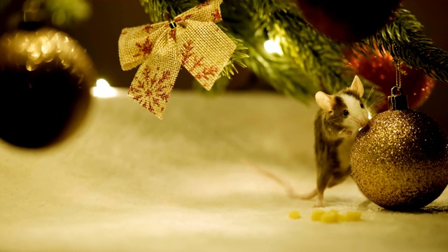 一个好奇的灰色老鼠吃触摸球和吃奶酪坐在圣诞树的树枝上的特写。视频素材
