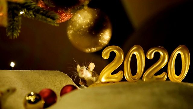 一只灰色的老鼠从2020的标志后面爬出来，2020是新年的象征。视频下载
