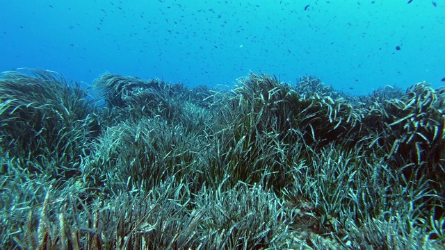 水下景观-波西多尼亚海藻田视频素材