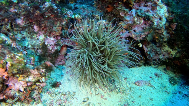 地中海暗礁中的海葵视频素材