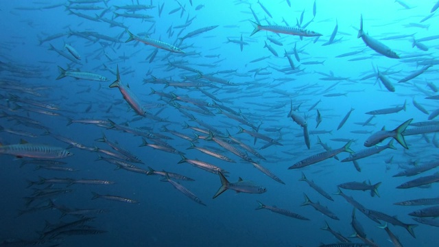 大群的梭鱼-海底的野生动物视频素材