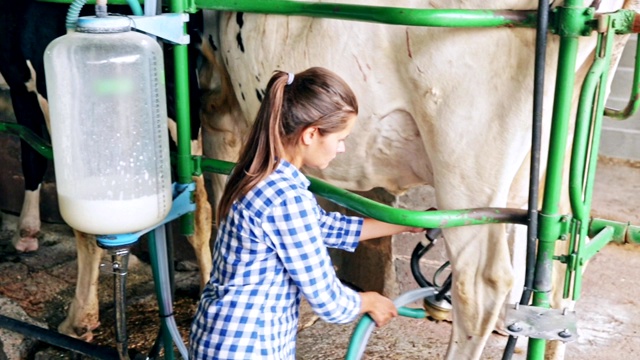 女性农民控制奶牛自动挤奶过程视频下载