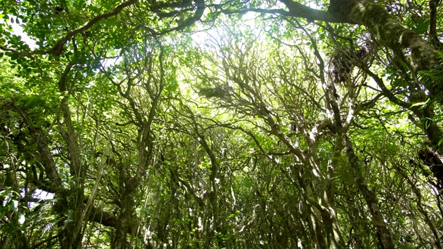 美丽的树梢在清新的绿色森林在宁静的荒野自然视频下载