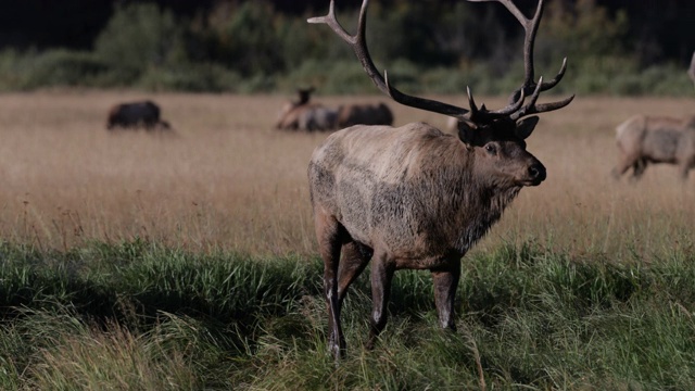 一个巨大的公麋鹿或马鹿(加拿大鹿)跳过小溪的MS 4K镜头视频素材
