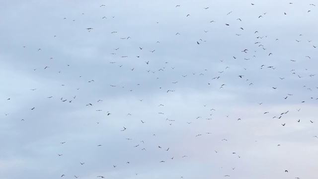 蓝天白云上的鸟群视频素材