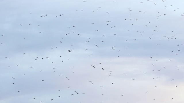 蓝天白云上的鸟群视频素材