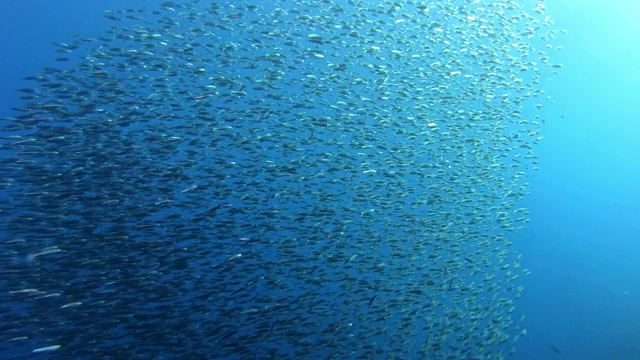 在马略卡岛潜水。沙丁鱼的鱼鱼群视频素材