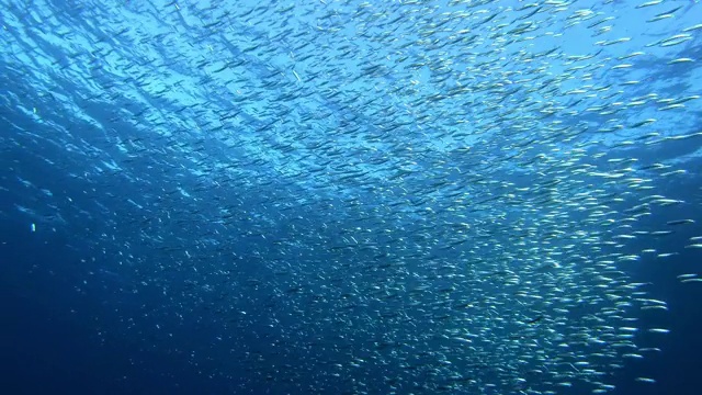 梭鱼独自追逐鱼群中的小鱼视频素材