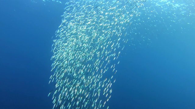 小沙丁鱼成群地在清澈湛蓝的水中游泳视频素材