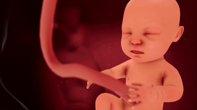 母亲子宫内未出生的婴儿或胎儿视频素材