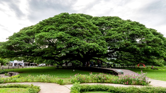 游客参观萨曼萨曼或雨树最大的树视频素材