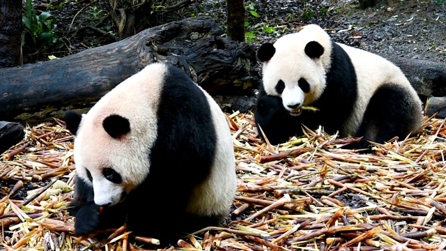 两只大熊猫在吃东西视频素材